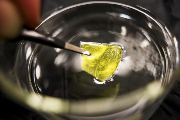 納米立方碳化硅前沿應(yīng)用：增強水制氫